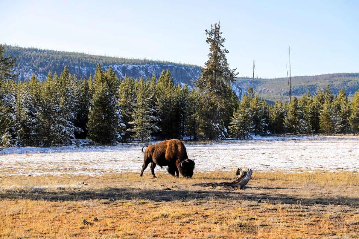 Bison eating brown grass in a snowy field in Yellowstone.