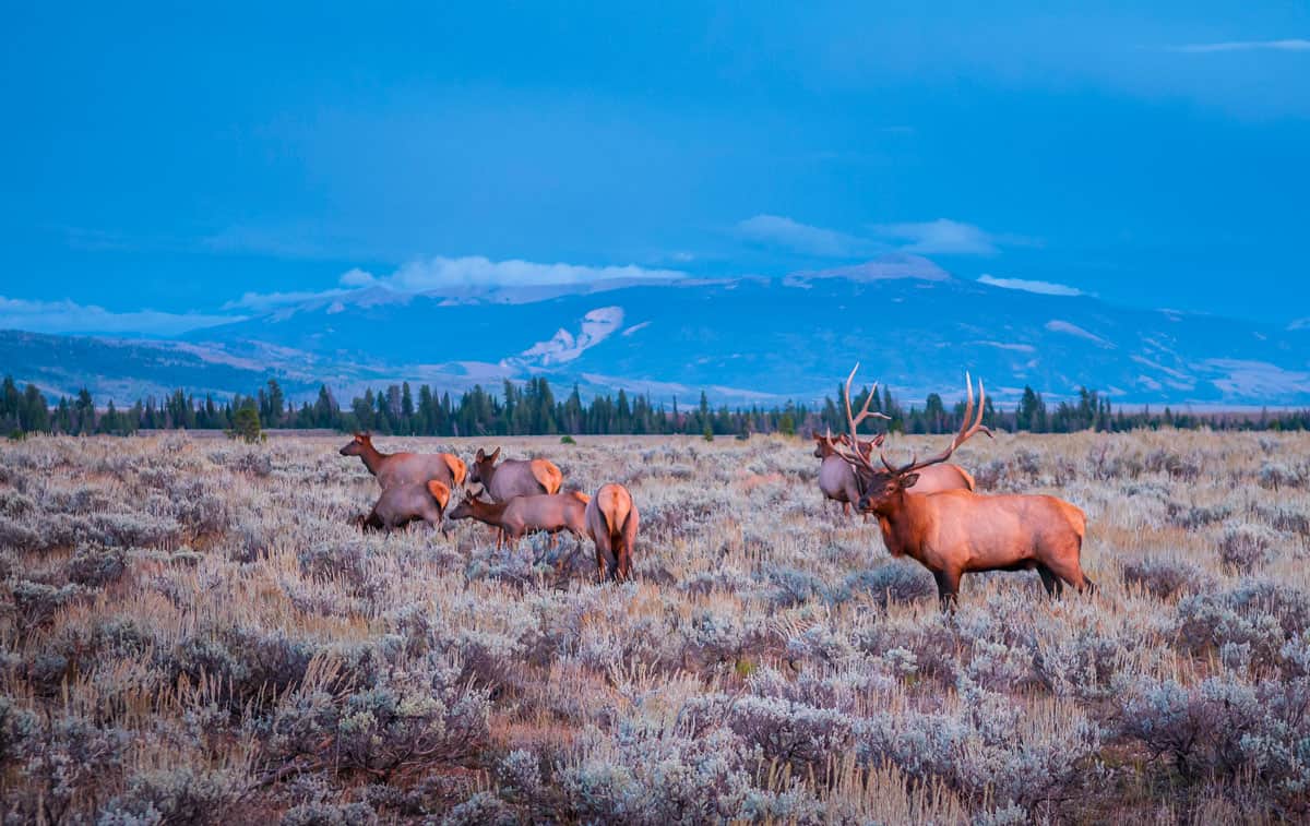 Elk in a meadow in Gran Teton National Park.