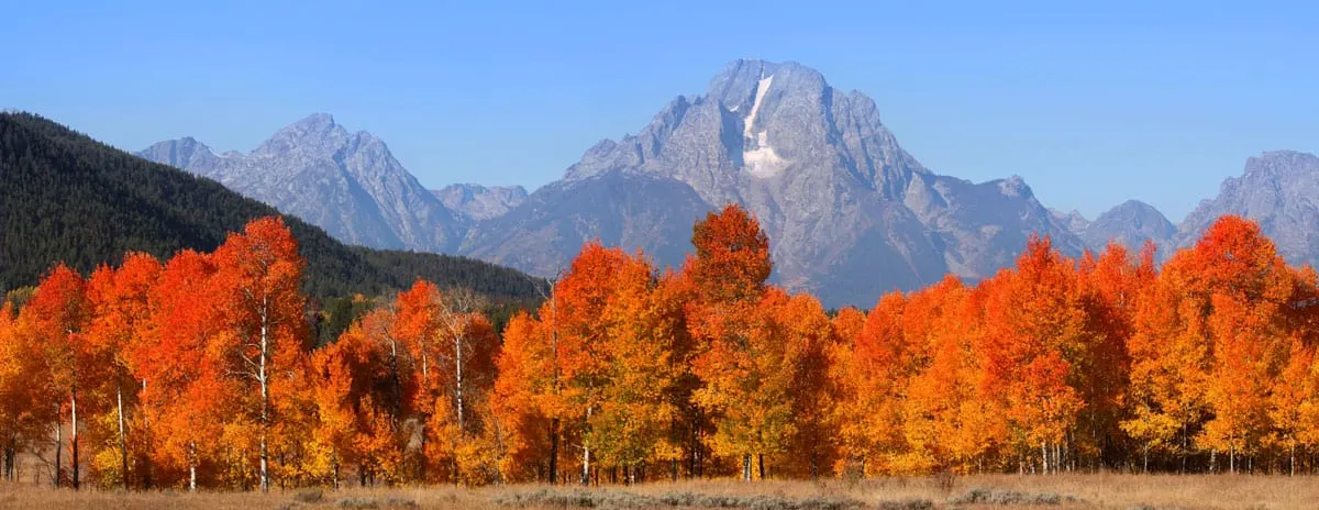 Grand Tetons national mountain range with fall coloured trees. 