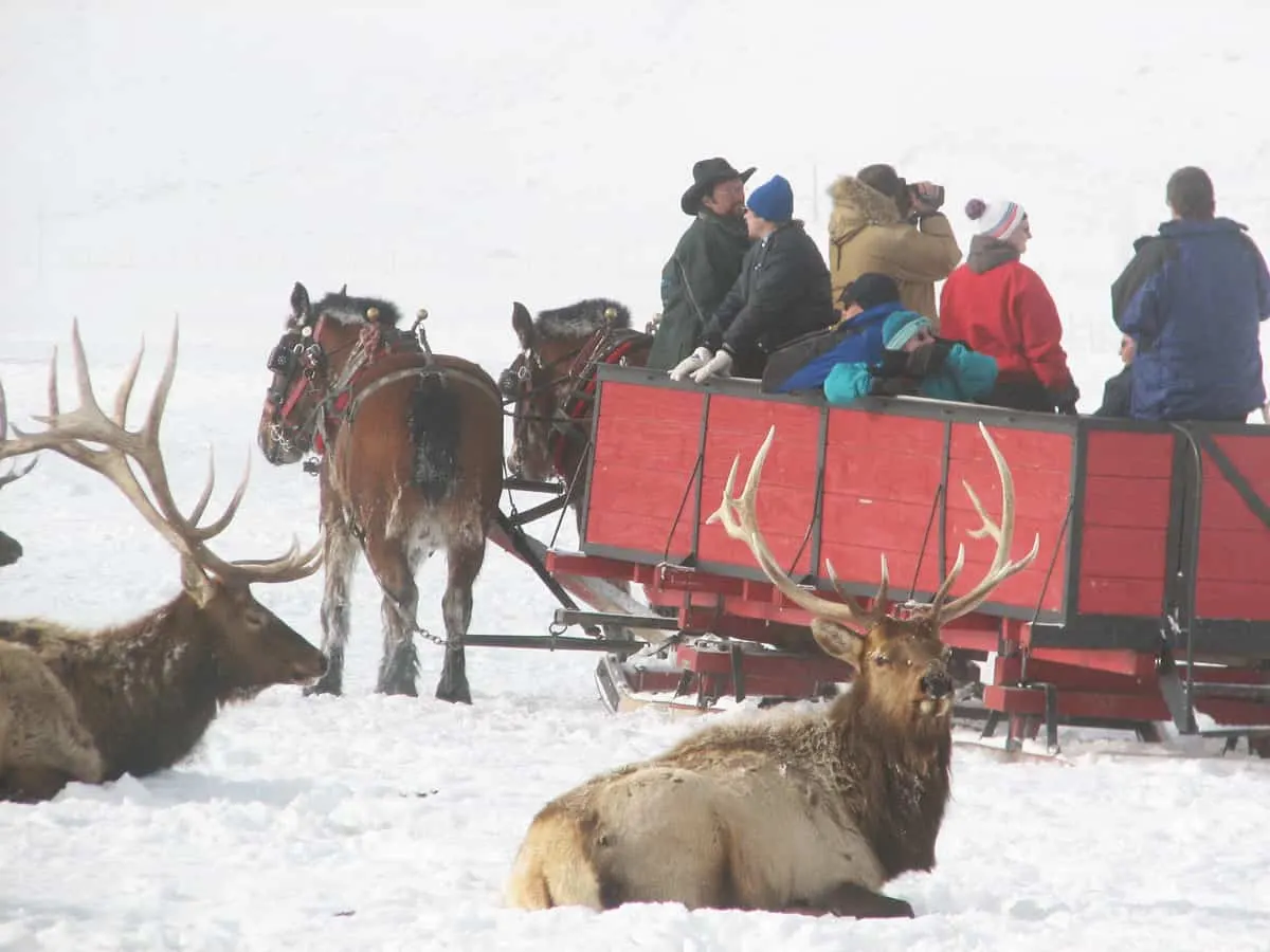 People sitting in a horse drawn sleigh in the snow looking at wild elk in Jackson hole Wyoming.