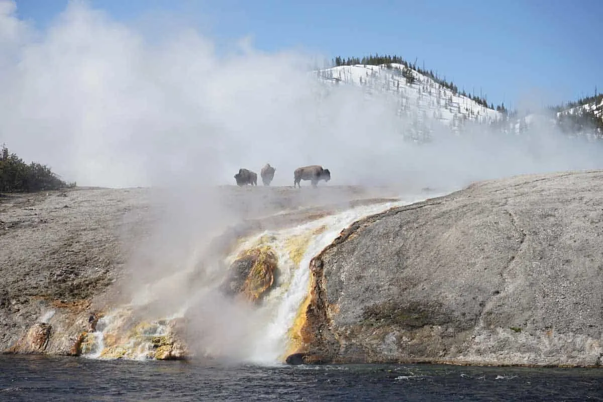 Bison walking through Yellowstone National park through the misty steam of the thermal springs.