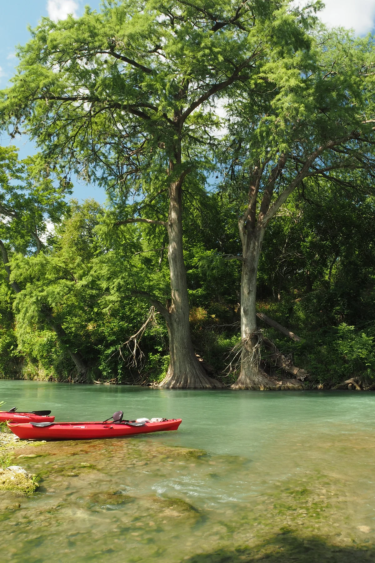Two red kayaks on a clear blue river with big trees on the banks. 
