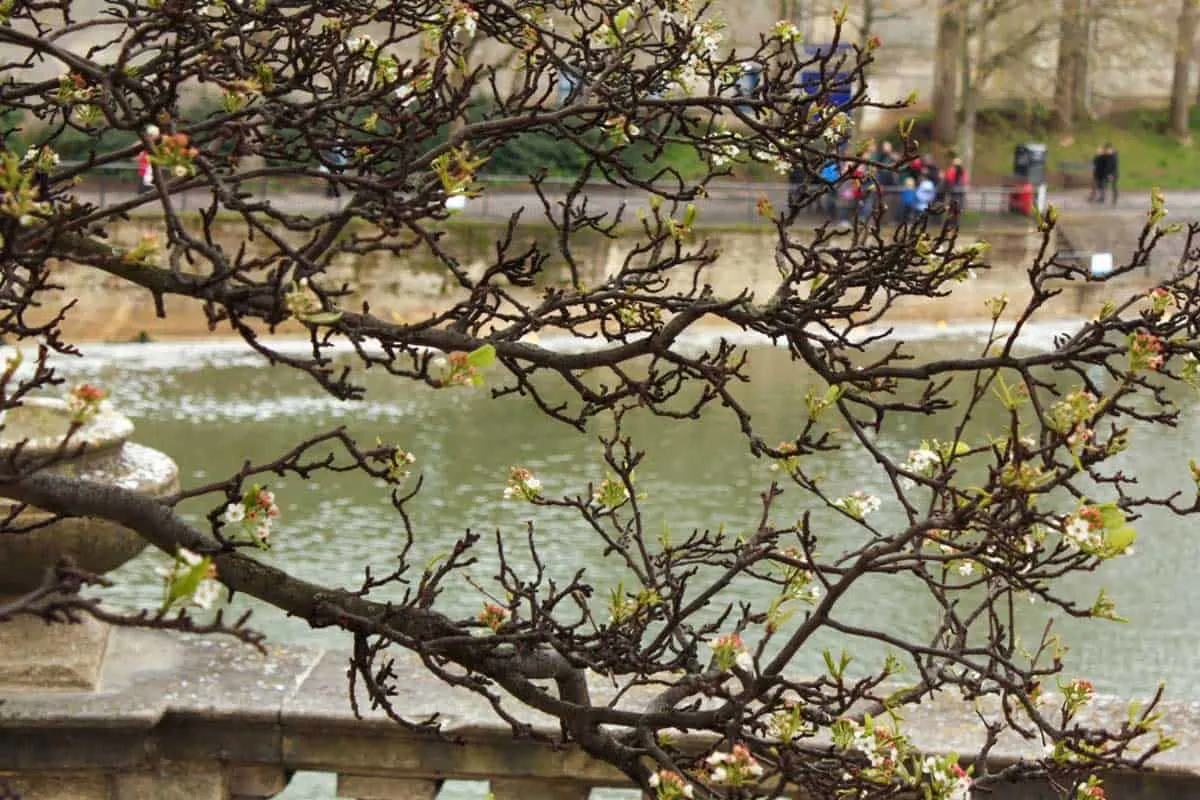 The river in Bath England.