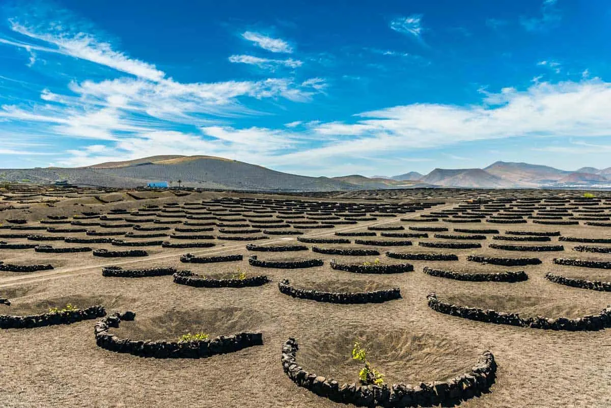 Unusual volcanic vineyard in Lanzarote Island in Spain.