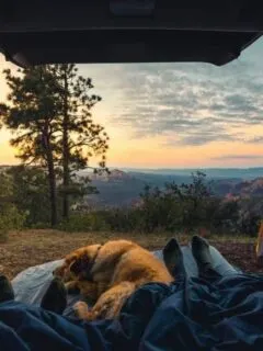Camping with a dog watching sunrise from the tent