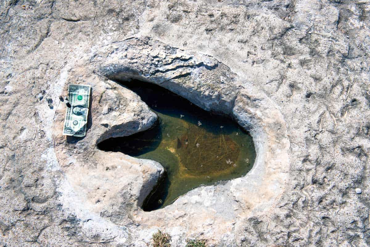 Dinosaur print in rock with a dollar bill to show size. 