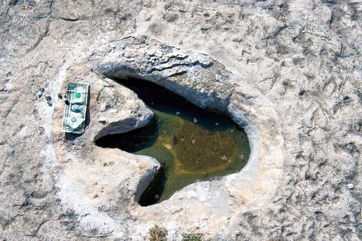 Dinosaur print in rock with a dollar bill to show size. 