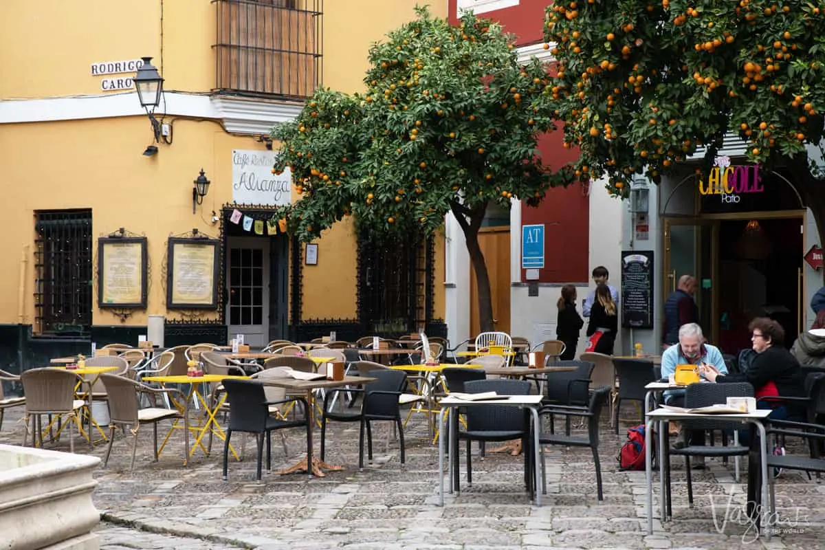 Outdoor cafe in Seville with tables under the orange trees.