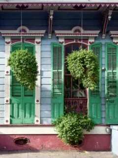 Hanging plants in front of French style New Orleans houses.