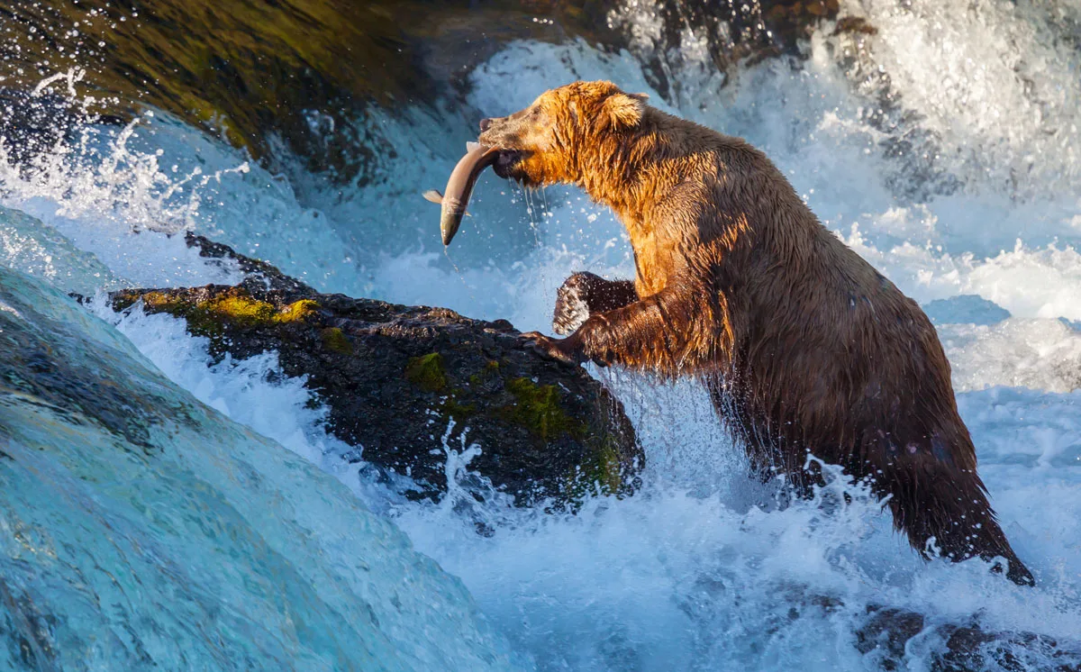 Brown bear catching salmon in Alaska. 