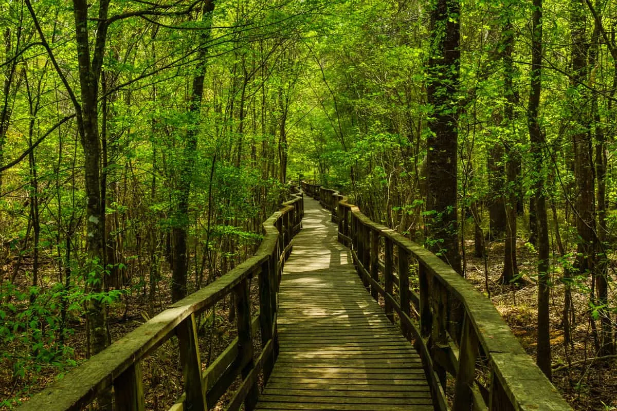 Boardwalk trail leading through green shaded forest in Congaree National park