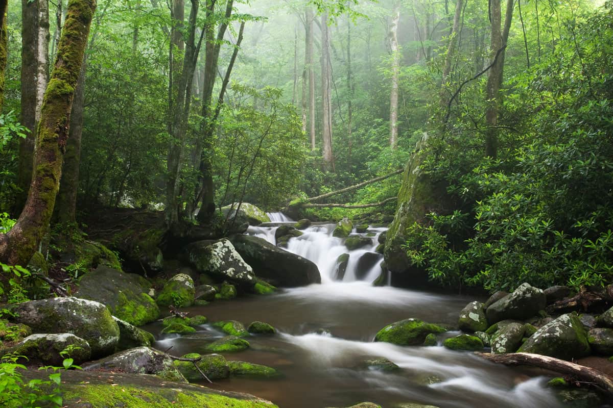 Rocky stream in a misty forest on the great Smoky Mountains national park. 
