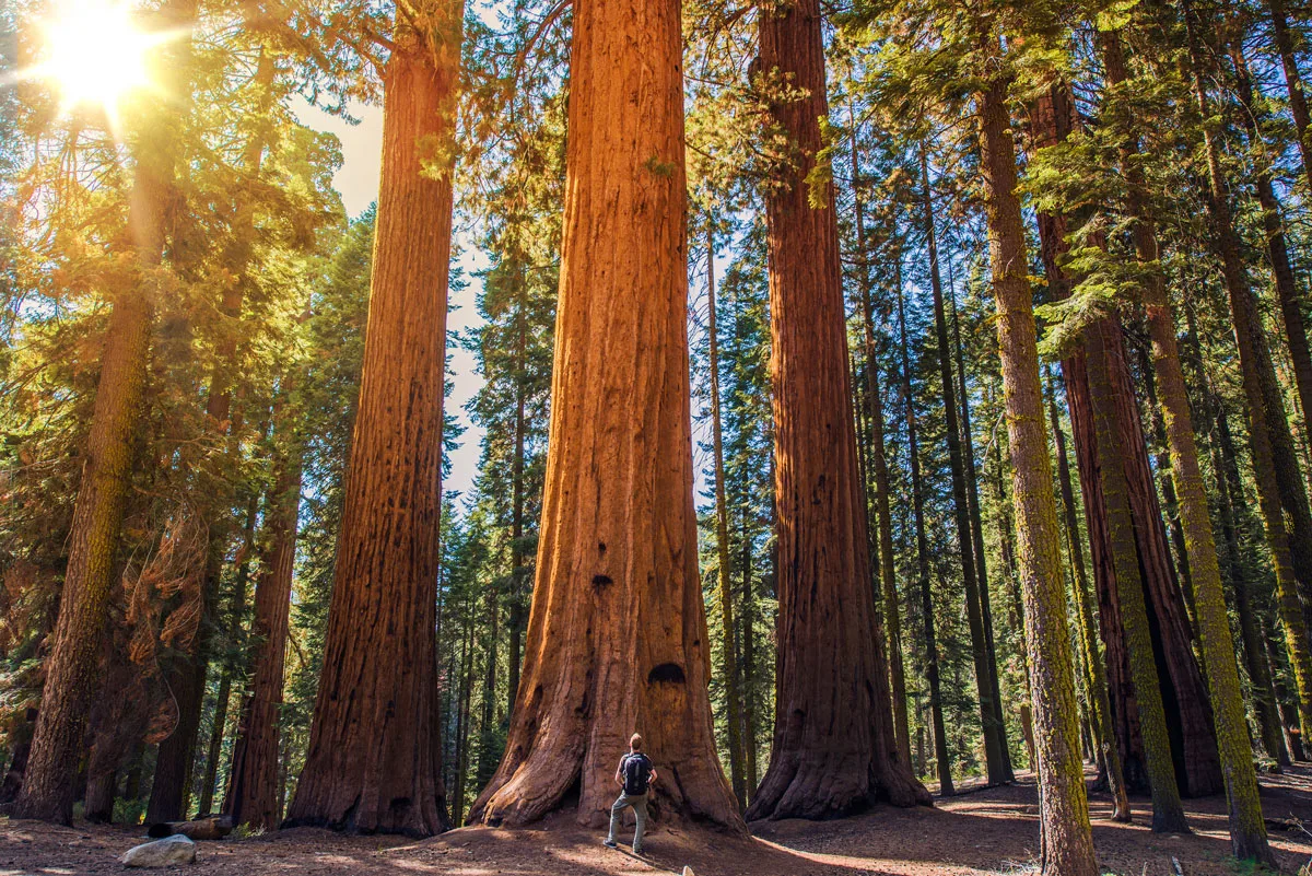 Man standing in front of giant sequoia tree. 