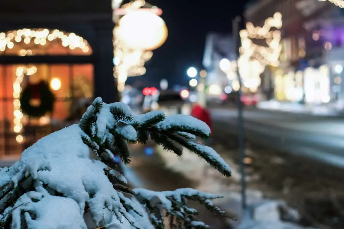 Snow on a fir tree branch with the Christmas lights in main street Woodstock.