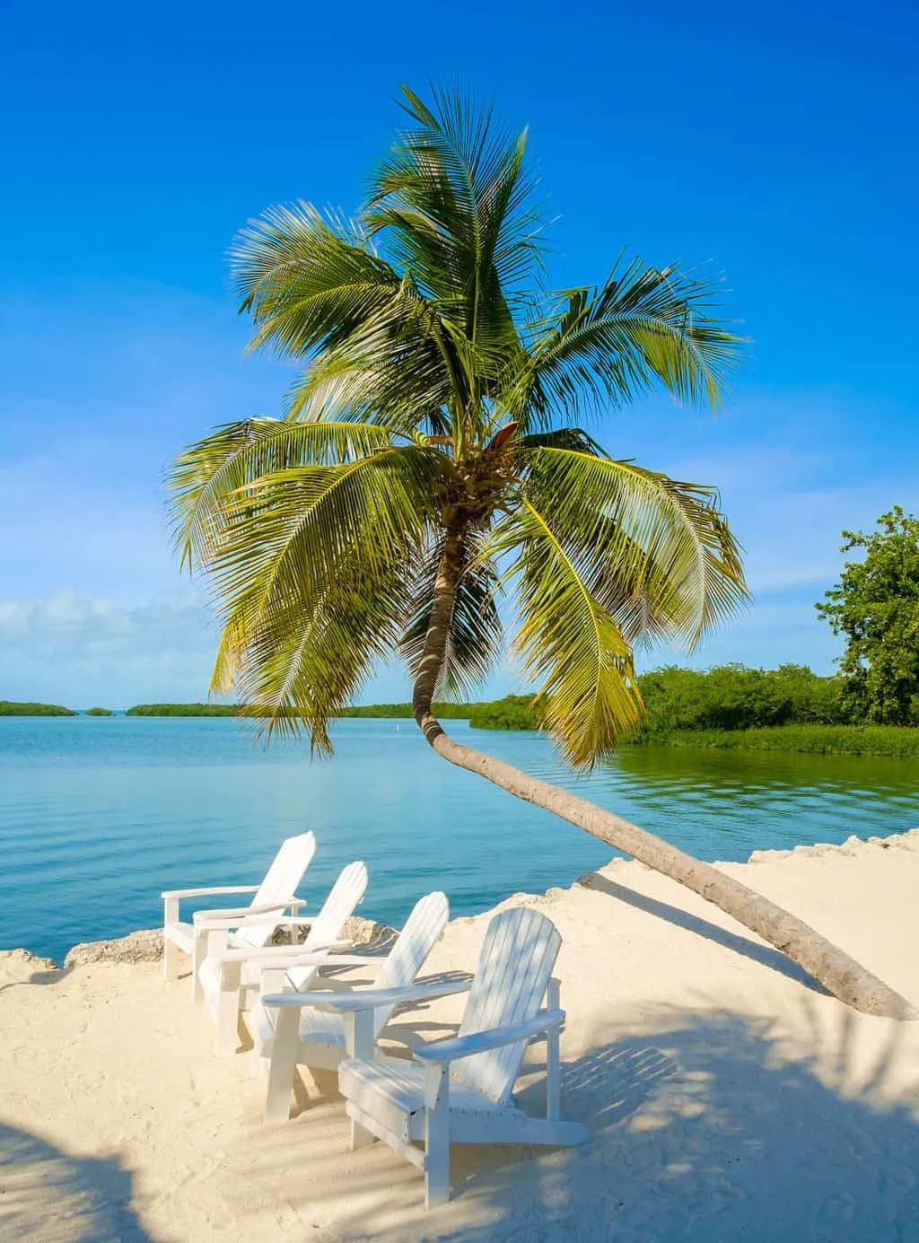 White wooden beach chairs lined up on a pristine beach under a lone palm tree with blue water and blue skies. 