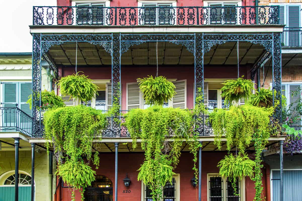 Typical house in the French Quarter of New Orleans, Lush green ferns drape from the latice wrought iron balconies. 