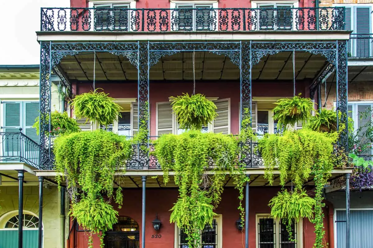 Typical house in the French Quarter of New Orleans, Lush green ferns drape from the latice wrought iron balconies. 