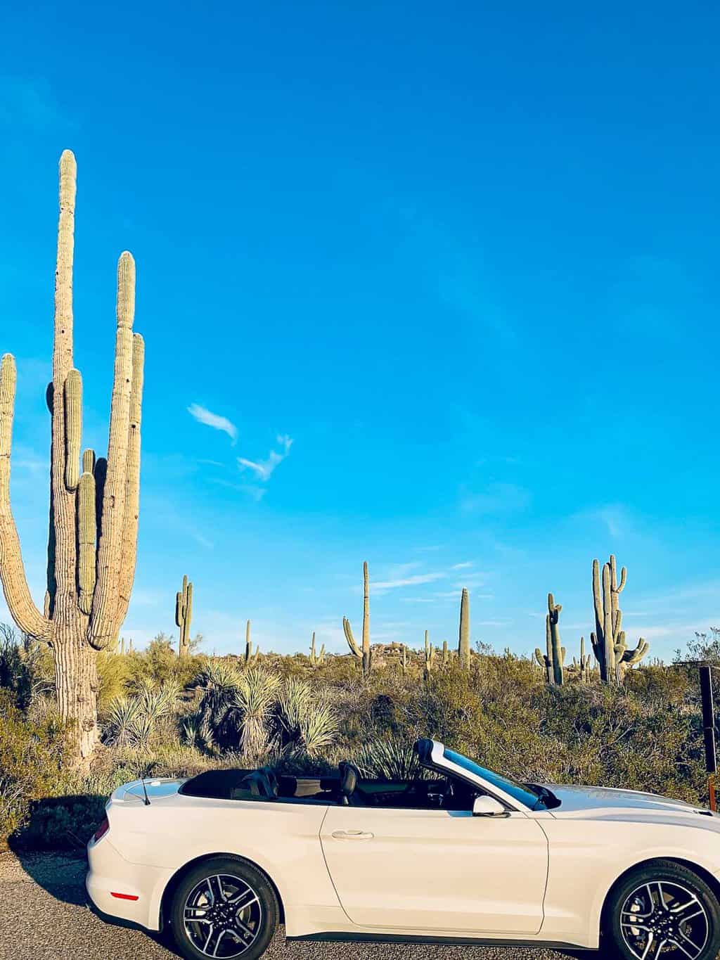 A white convertible car parked in the desert in front of large cactus on a sunny day. 