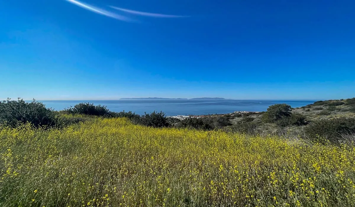 Feilds of wildflowers overlooing the blue water on the coast of PV Peninsular in South Bat LA in winter. 