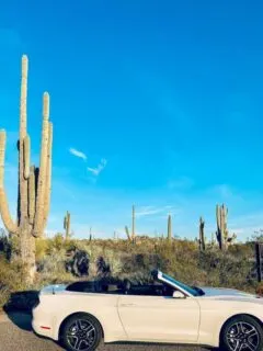A white convertible car parked in the desert in front of large cactus on a sunny day.