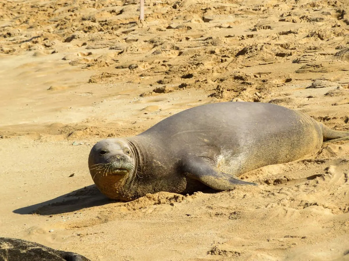 A monk seal lying on the sand in Kauai Hawaii. 