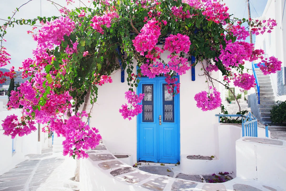 Bright pink Bougainvillea hangs ove a blu door on a typical white Greek house on Paros Island. 