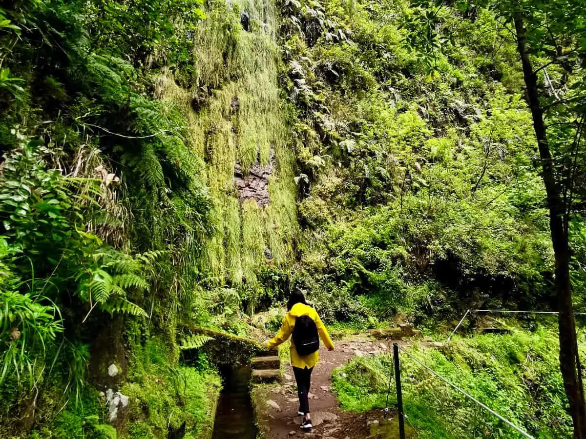 A girl in a yellow raincoat wearing a black backpack walking through bright green lush rain forest next to a levada on Madeira Island. 