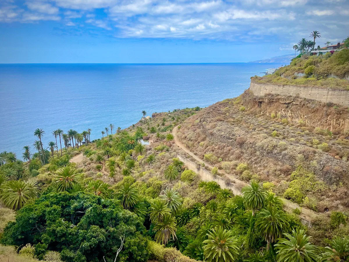 Palm trees along the coast of a light blue ocean on Tenerife. 