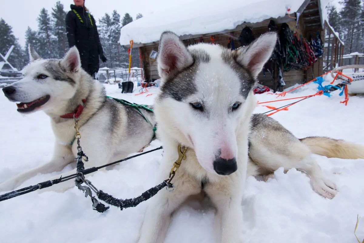 Two husley dogs sitting in the snow. 