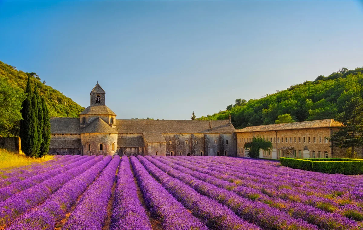 Abbey of Senanque with blooming lavender fields in front of the building. 