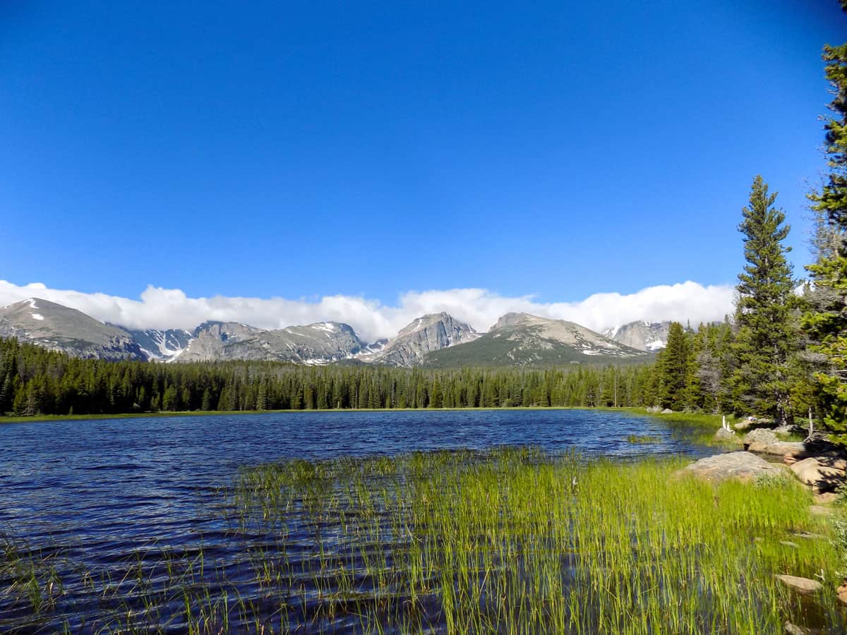 A blue lake surrounded by green reeds with snow capped Rocky Mountains in the distance.