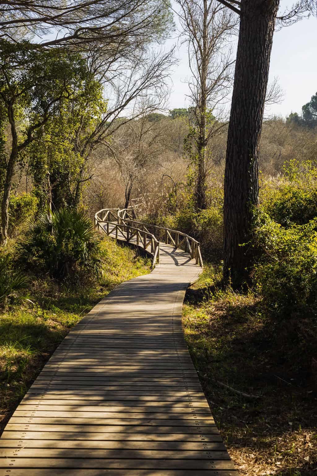 A narrow wooden footbridge winds through the Donana National Park.