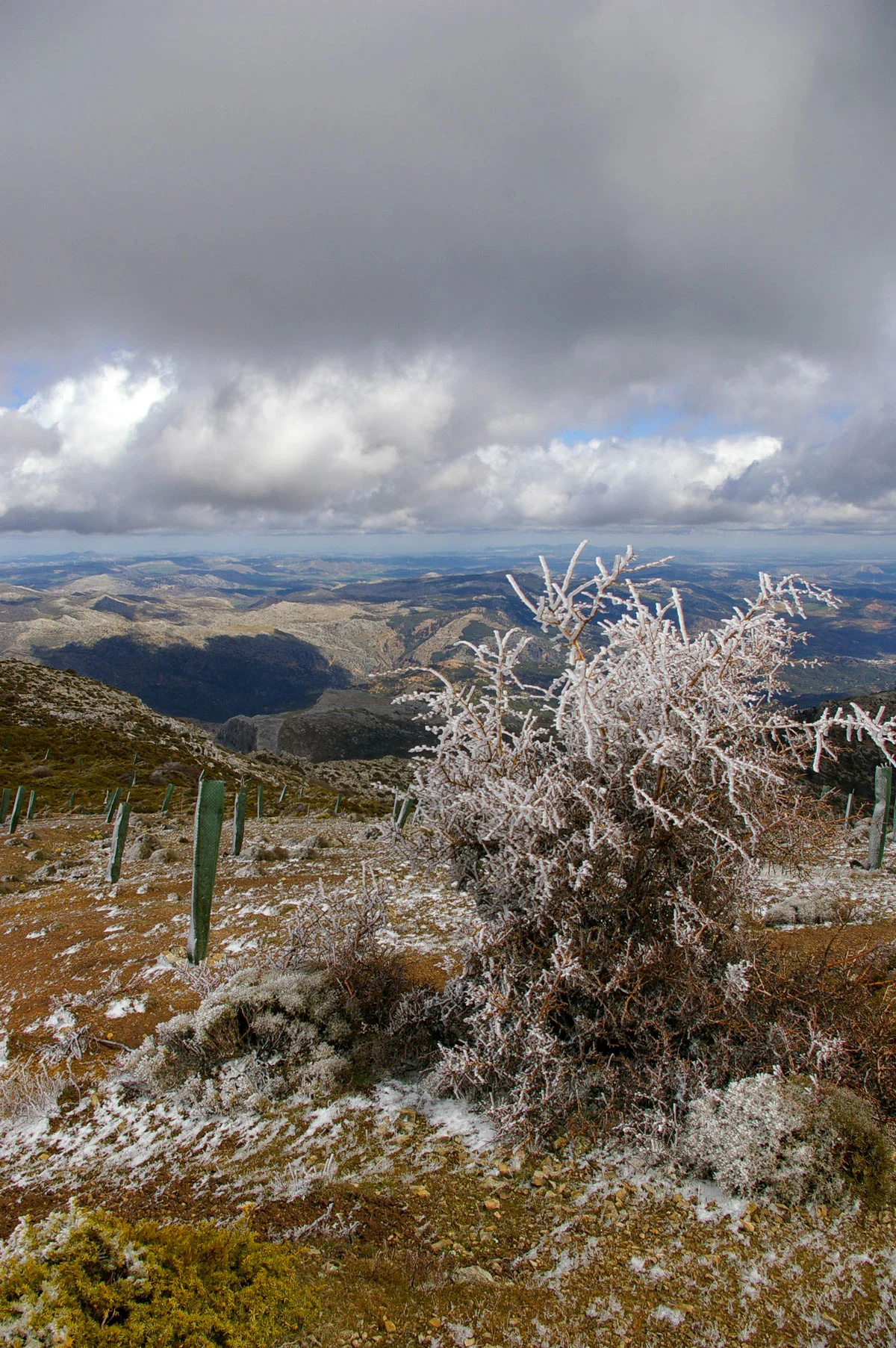 A shrub with tree on top of a ridge overlooking mountainous terrain in Sierra de las Nieves National Park. 