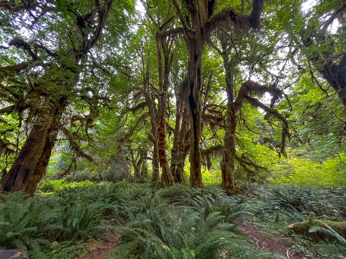 Moss covered trees and ferns blanket the rainforest floor in Olympic National park.