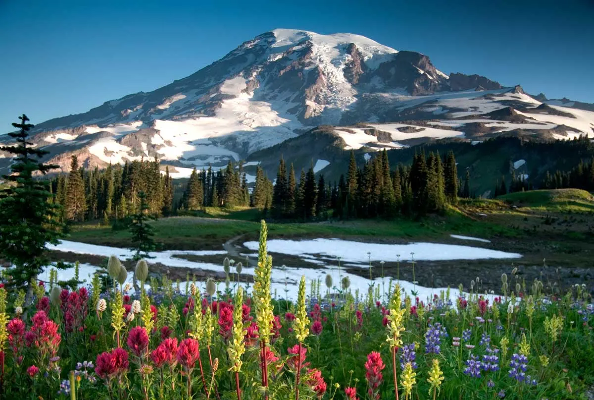 Spring wild flowers in the foreground of snow capped Mt Rainier. 