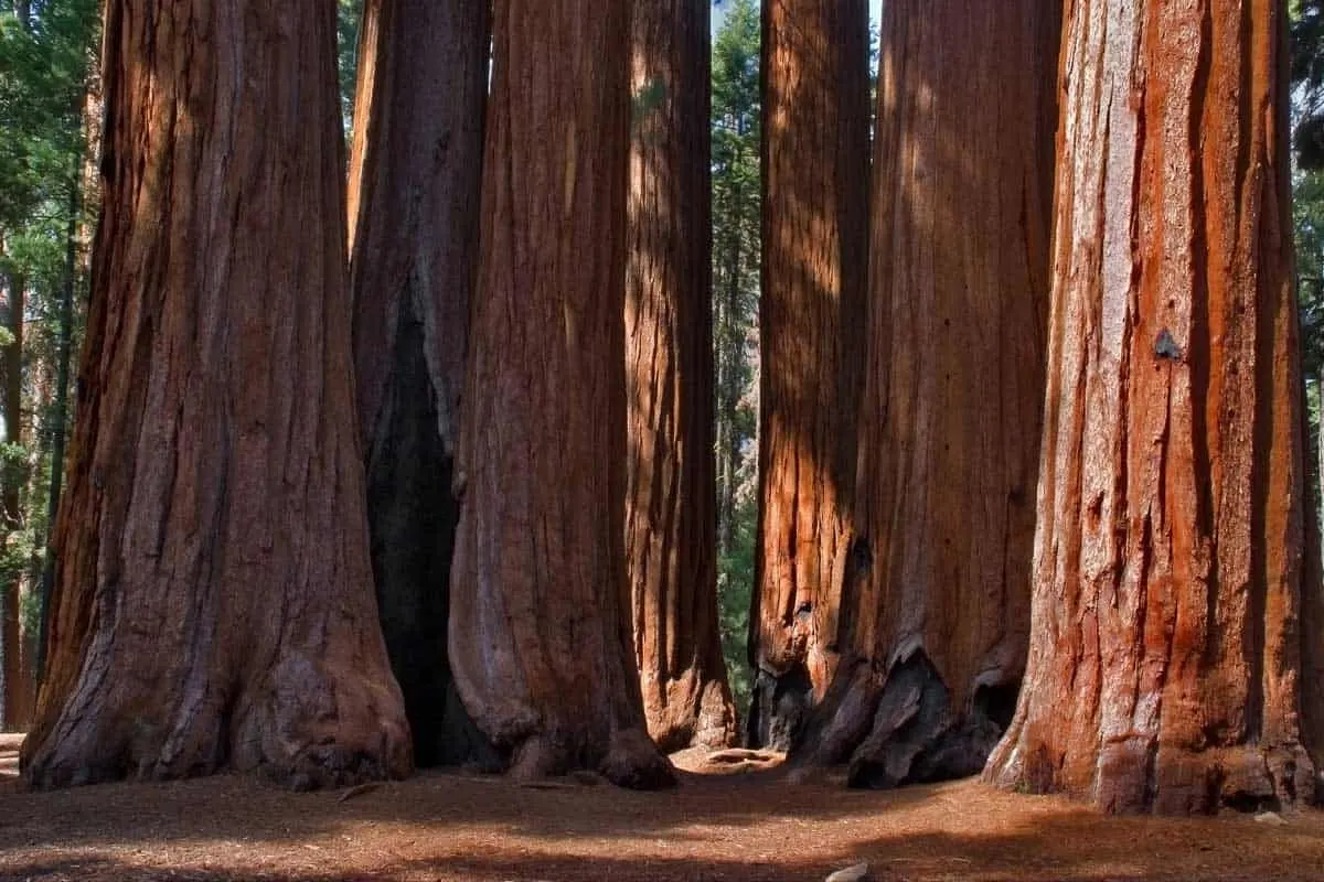 Trunks of giant redwood trees.