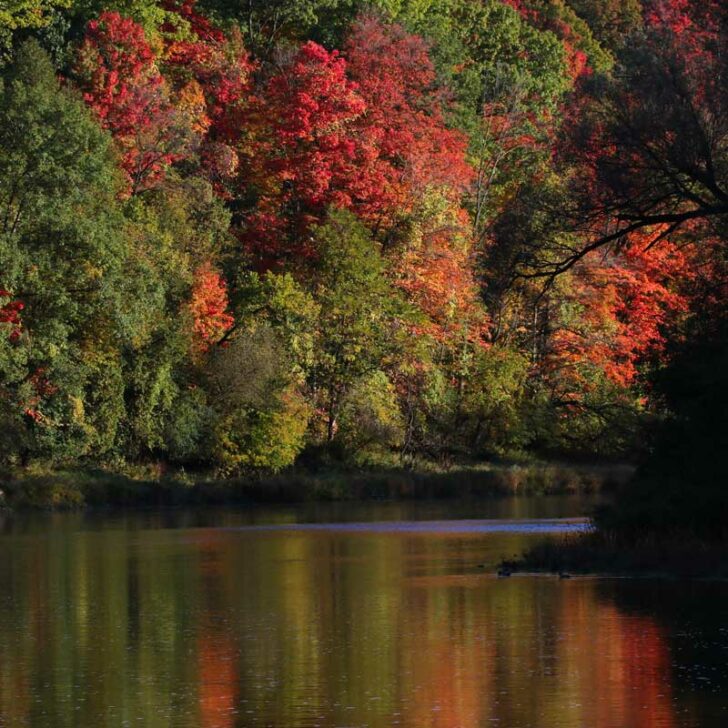 A large willow branch reflects fall colours onto the Grand River in Autumn.