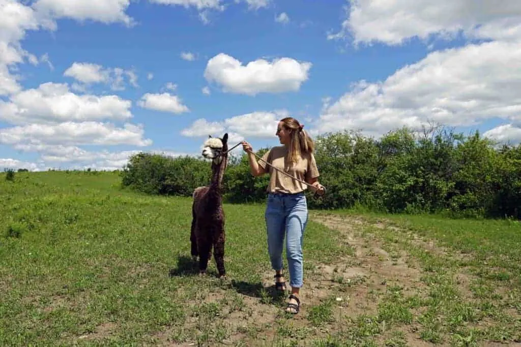 A young woman walking an alpaca through a meadow on a sunny day. 
