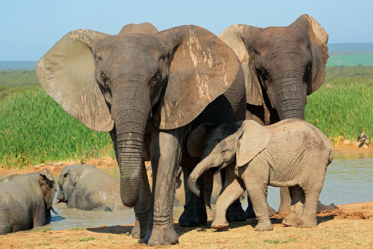 African elephants with  a young calf, in Addo Elephant National park, South Africa