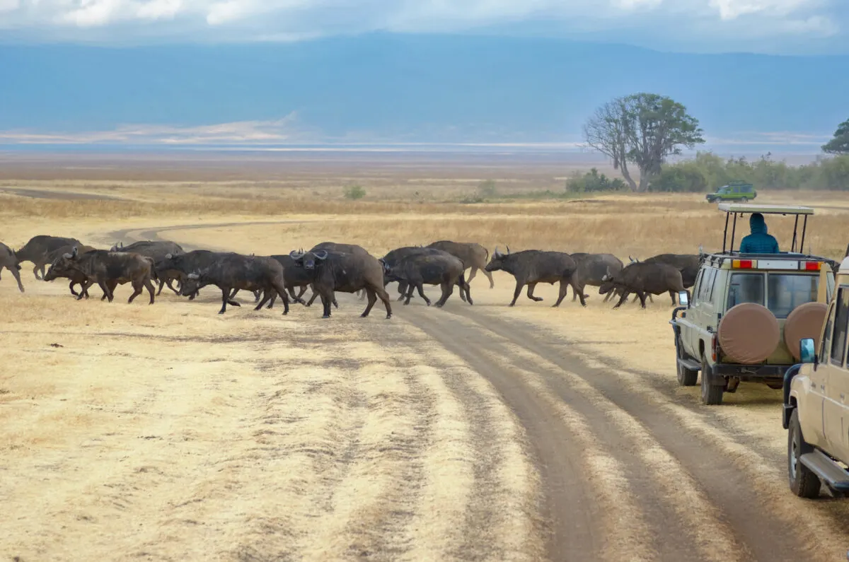 A heard of buffalo crossing a road in Kruger National Park in South Africa during a safari