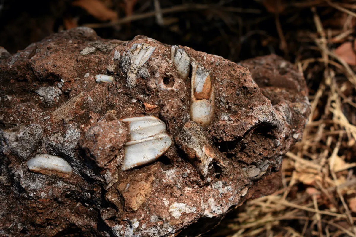 Close up image of fossils in the greater cradle of mankind heritage site close to Pretoria, South Africa.