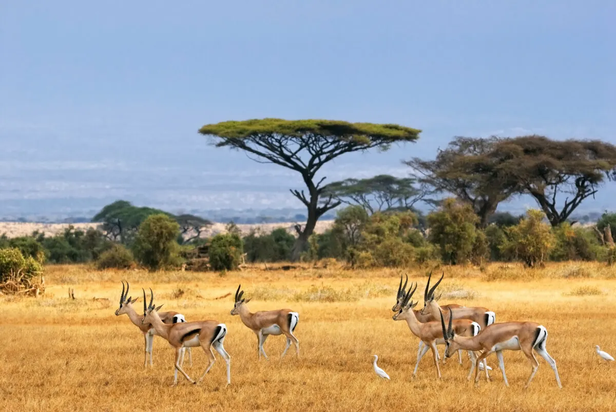 African landscape with gazelles grazing in a golden field with trees in the background