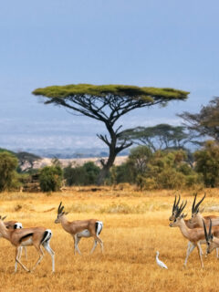 Landscape in Africa with gazelles grazing in a golden field during a private Kruger safari in South Africa