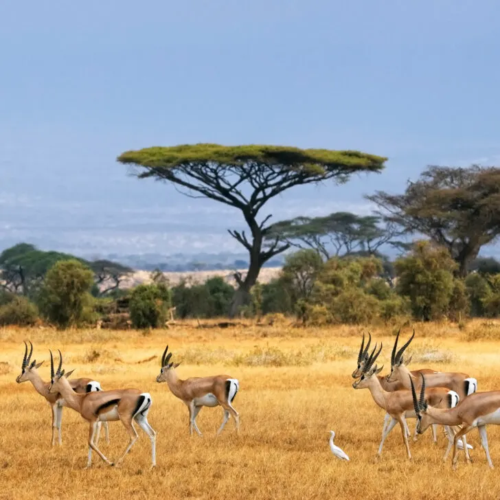 Landscape in Africa with gazelles grazing in a golden field during a private Kruger safari in South Africa