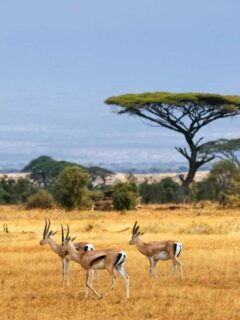 Landscape in Africa with gazelles grazing in a golden field during a private Kruger safari in South Africa