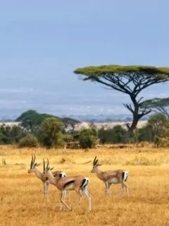 Landscape in Africa with gazelles grazing in a golden field during a private Kruger safari in South Africa
