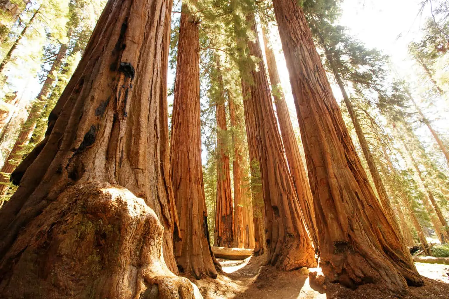 Sunset light through giant sequoia trees on a winter hiking trail in California