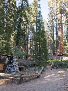 Tharp log in Sequoia National Park
