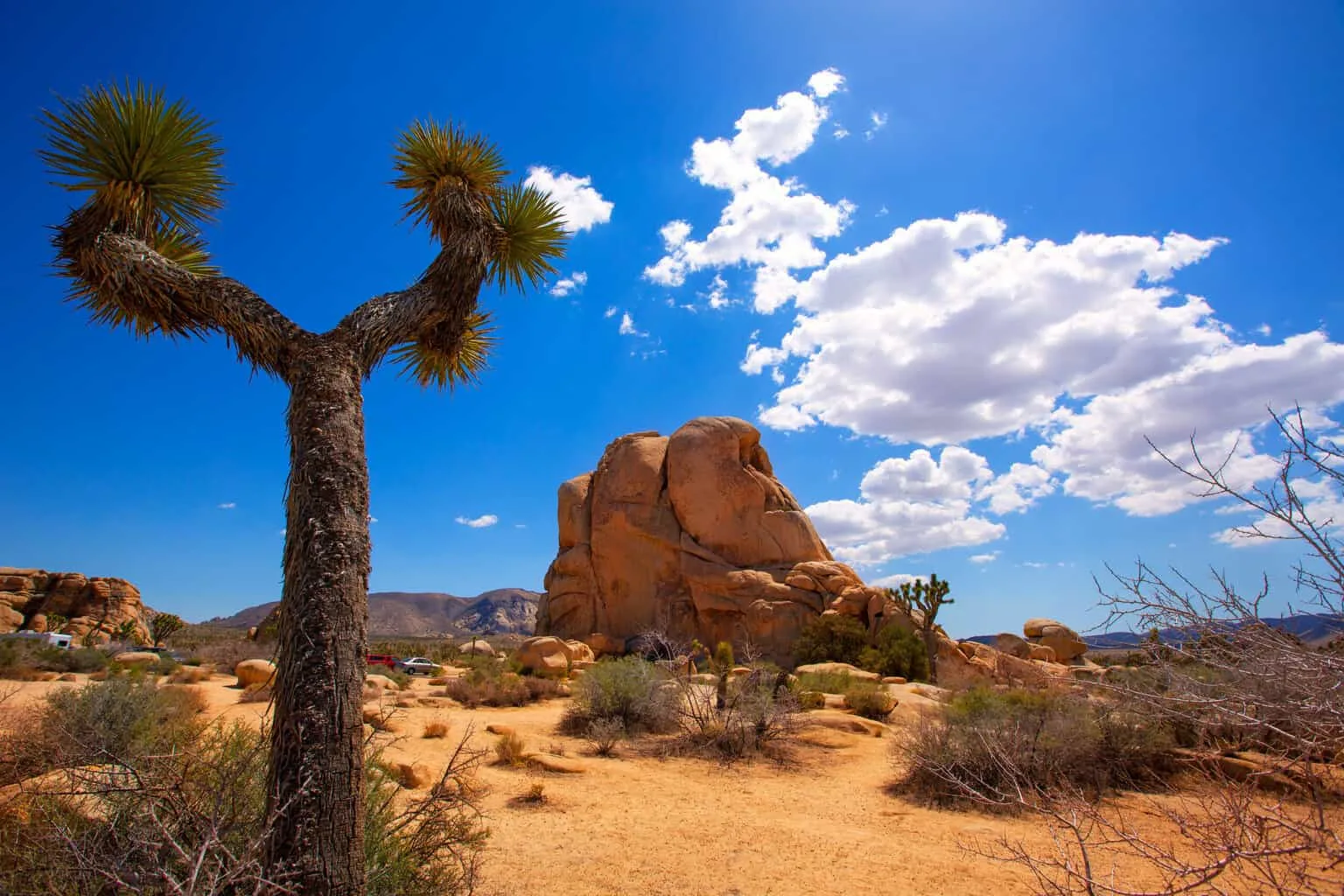 Joshua trees and boulders under a clear desert sky in Joshua Tree National Park