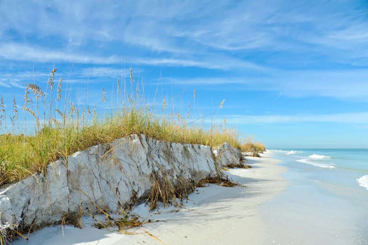 Sand dunes and sea oats on the beach at Anna Maria Island